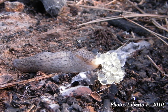 Limax sp. n. - Monti Peloritani (Sicilia)